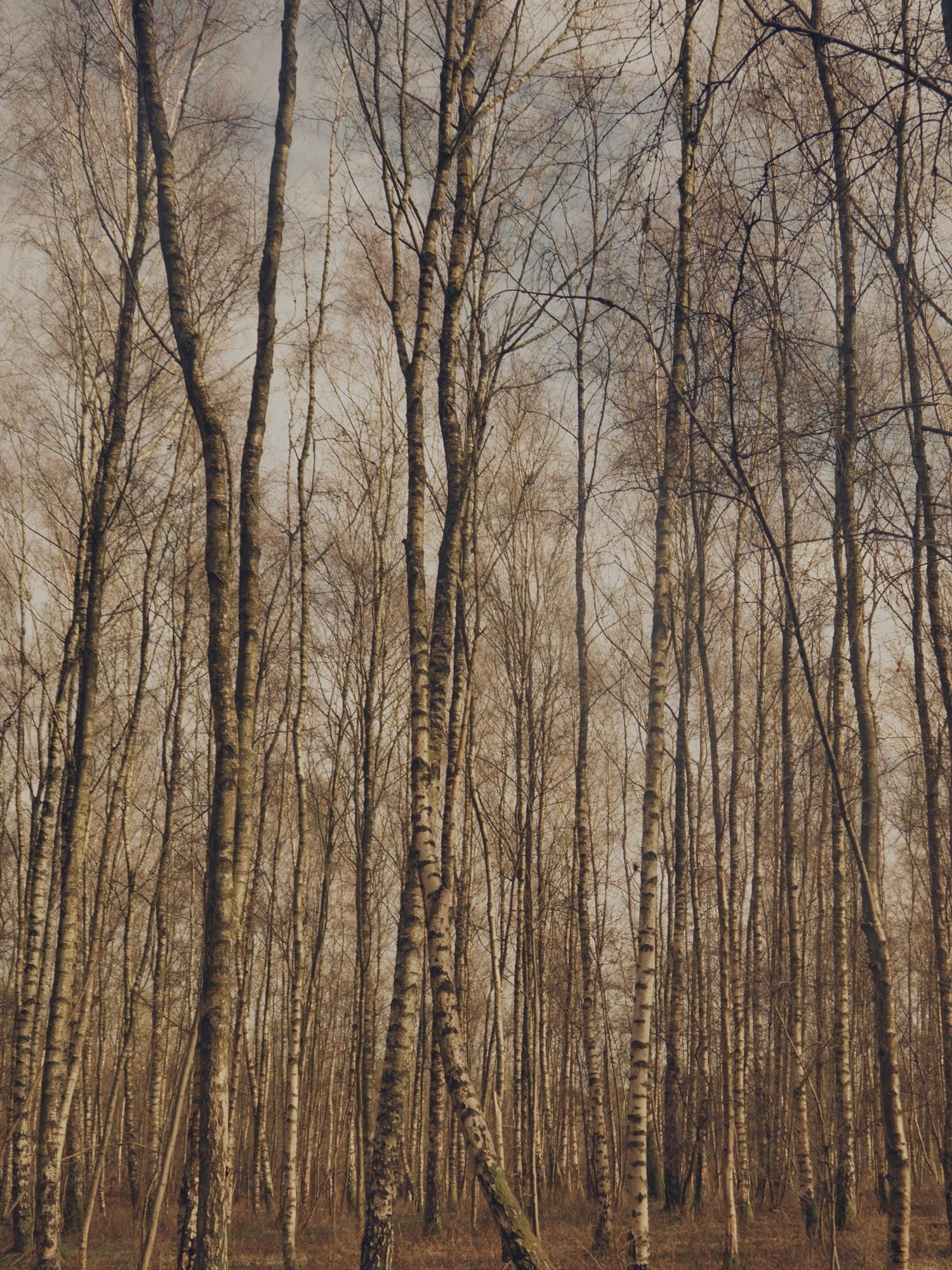 birch forrest
