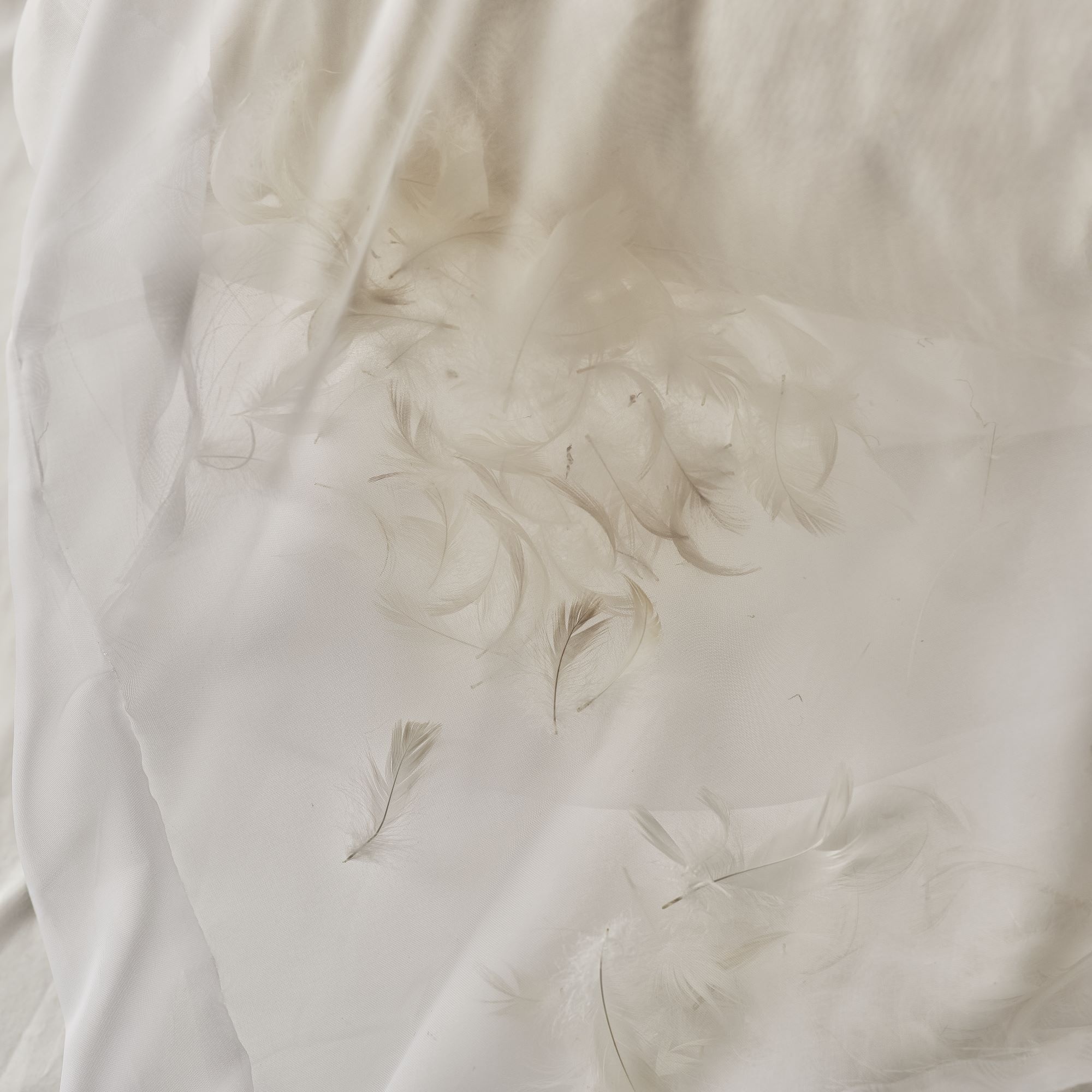 Duck feathers